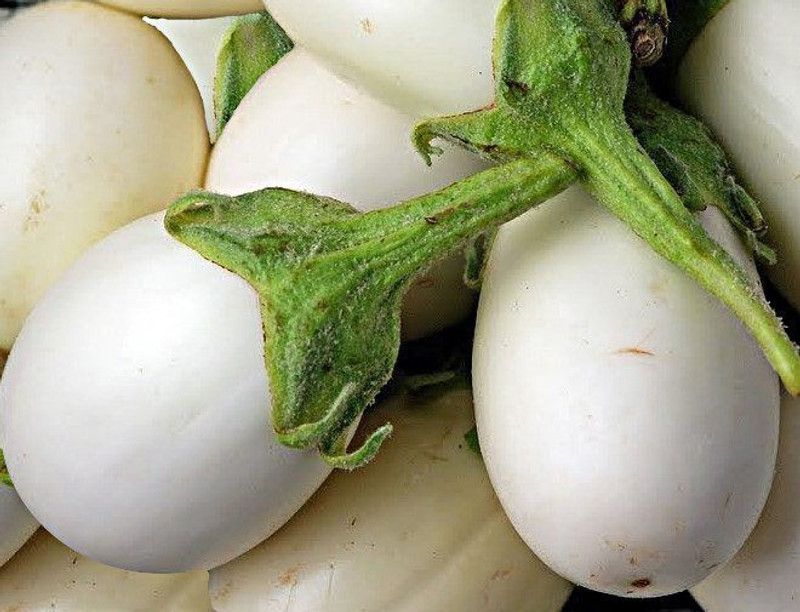 FERNSFLY Brinjal Seed  (50 per packet)