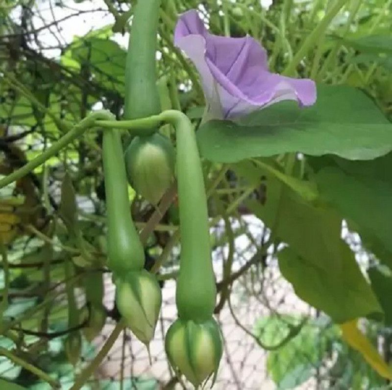 WILLVINE ATS-4 Organic Clove Beans Seeds Seed  (100 per packet)