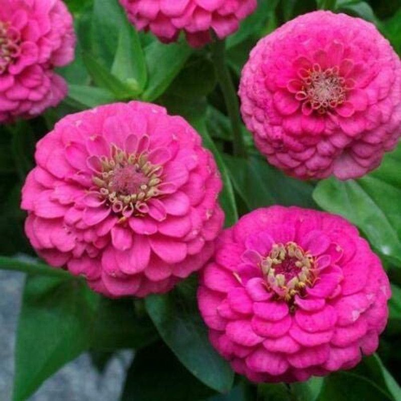 CYBEXIS Elegans Pink Zinnia Flower Seeds Seed  (25 per packet)