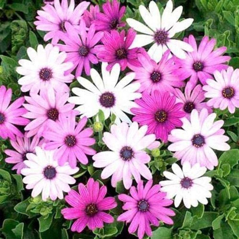 CYBEXIS Osteospermum Ecklonis Mix Flower Seeds Seed  (1 g)