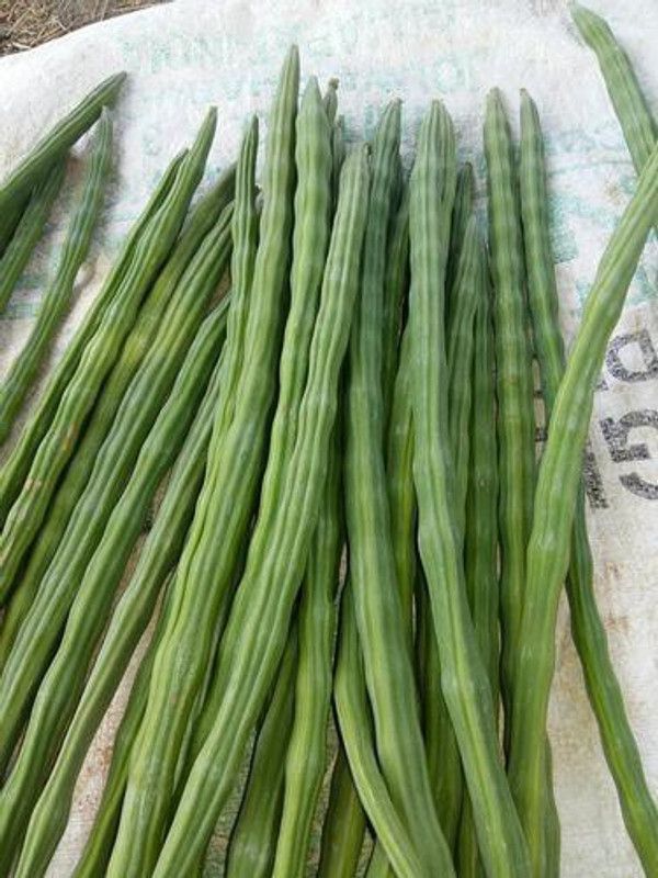 OMOM Drumstick/sohjna Seed  (101 per packet)