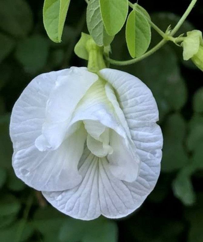 J R GLOBLE Aparajita/ Butterfly Pea Plant  (Hybrid, Pack of 1)