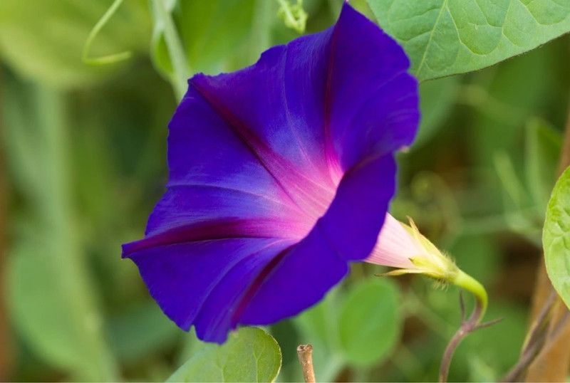 ZIXA Ipomoea purpurea Seed  (50 per packet)