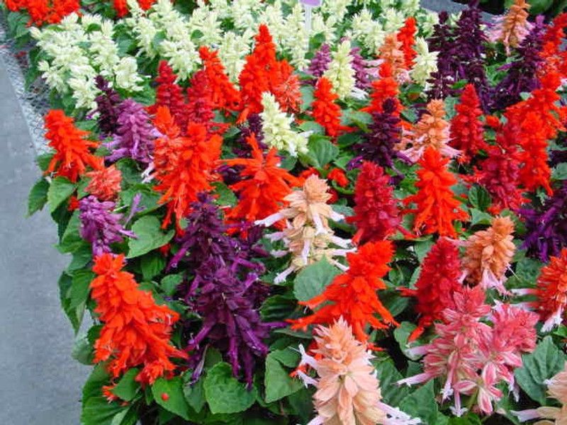 XOLDA Salvia mix Seed  (96 per packet)
