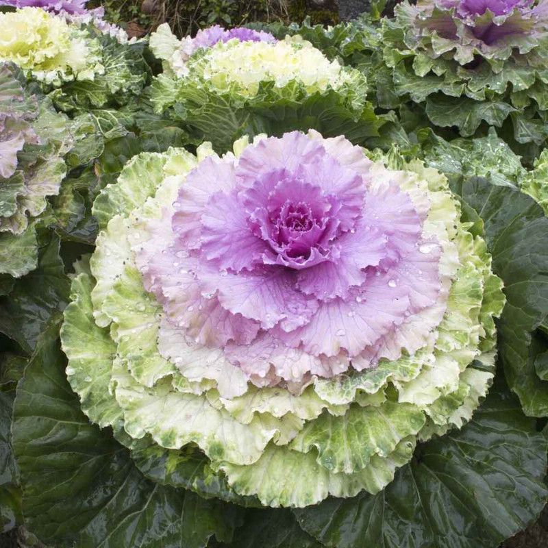 Mozette Ornamental kale herbs Seed  (30 per packet)