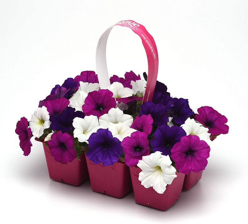 WILLVINE XL-9 Easy Wave Petunia Flower Seeds Seed  (100 per packet)