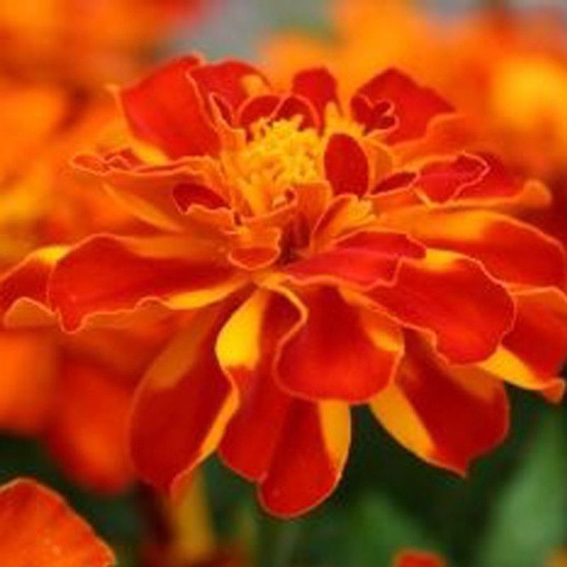 XOLDA Exotic marigold red Seed  (28 per packet)