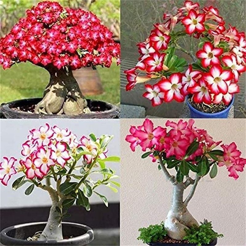 JRYU Adenium Obesum (Desert Rose) Seed  (28 per packet)