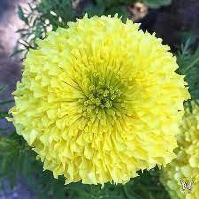 KANAYA Marigold Flower Seed  (450 per packet)
