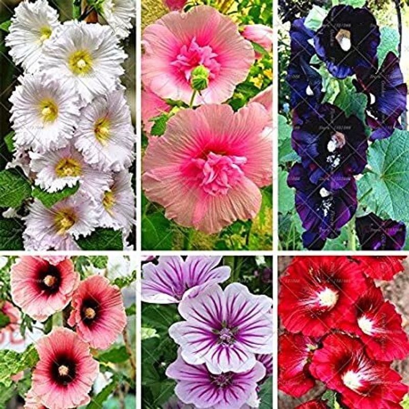 PMB Exotic holly hock Seed  (10 per packet)