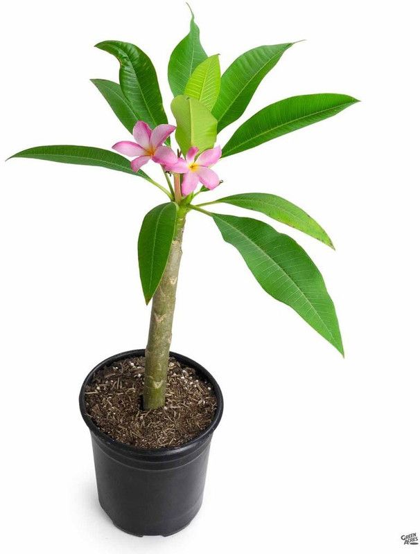 pb mandira plant Rose Plant  (Hybrid, Pack of 1)