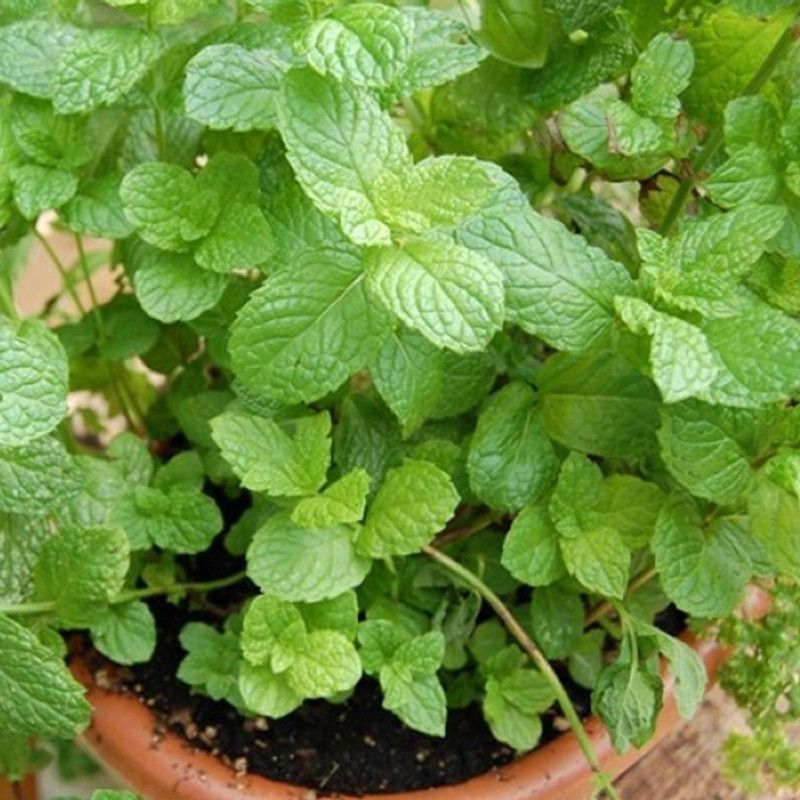XOLDA Organic Pudina mint Seed  (77 per packet)