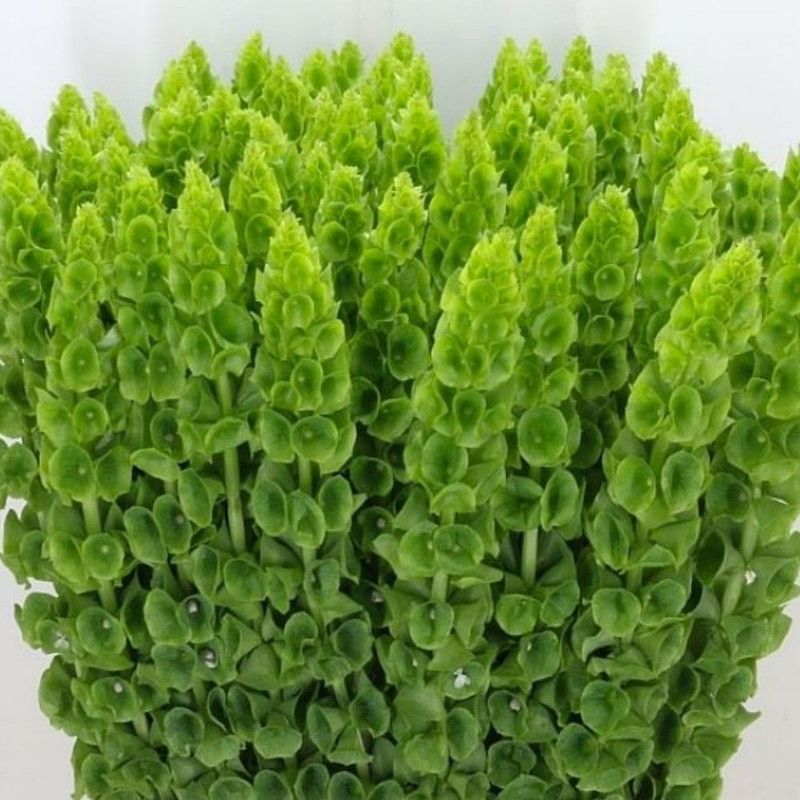 Paudha Moluccella laevis Seed  (21 per packet)