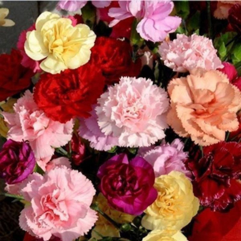 XOLDA Carnation Seed  (45 per packet)