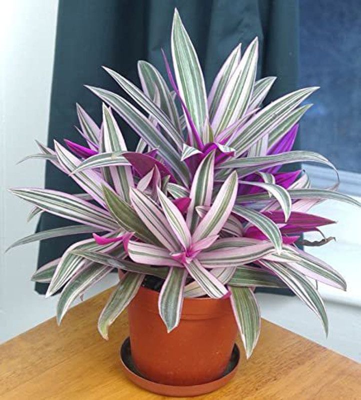 Dream mall Rhoeo Plant  (Hybrid, Pack of 1)