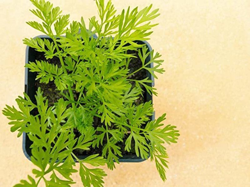 KANAYA Carrot Hybrid Vegetable Seed  (20 per packet)
