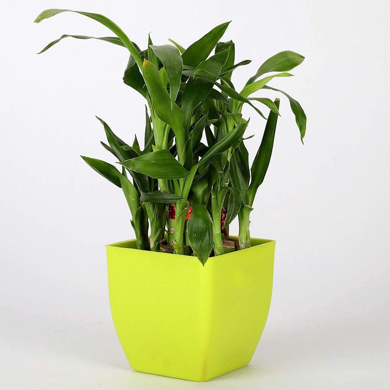 WG Wood Gibbs Two Layer Bamboo Plant  (Hybrid, Pack of 1)
