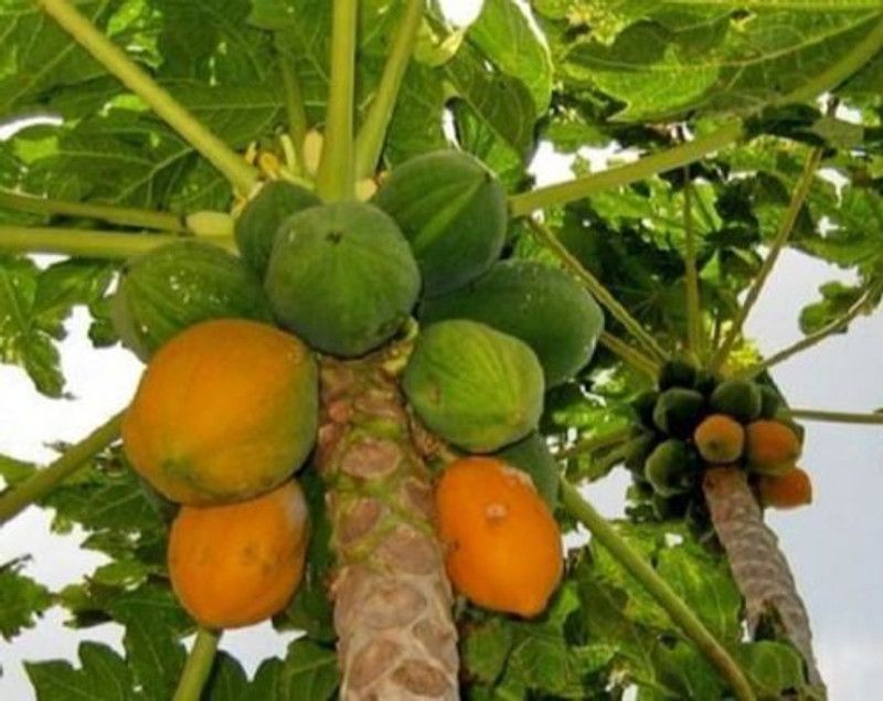 PLANTZON Papaya Hybrid Seed  (31 per packet)