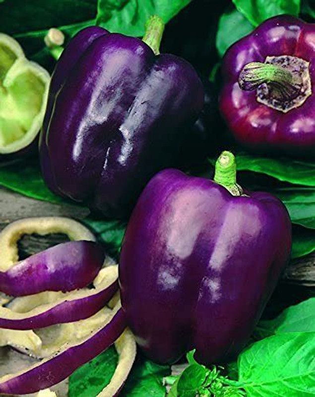 VibeX ® VMR-376 Purple Capsicum Vegetable Seeds Seed  (200 per packet)