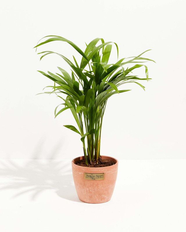 Decorate The World Areca Palm  (Hybrid, Pack of 1)