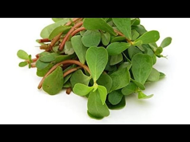 Nodoc Kulfa Vegetable Seed  (50 per packet)
