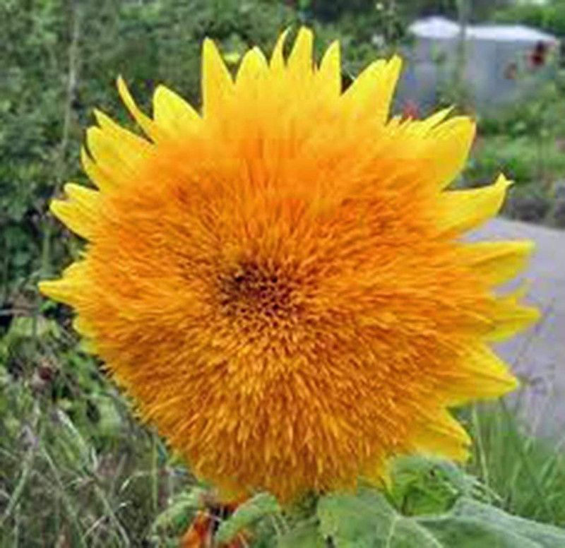 WILLVINE Sunflower Giant Sungold Seeds Seed  (200 per packet)