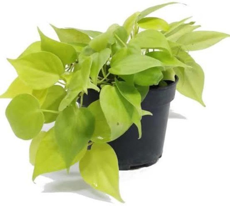 Vijay Sales Philodendron Plant  (Pack of 1)