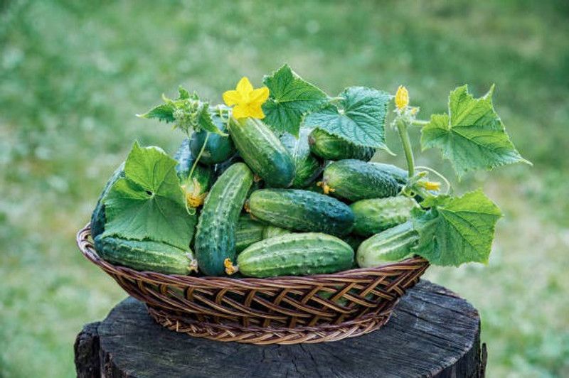 sporos Cucumber Seed  (35 per packet)