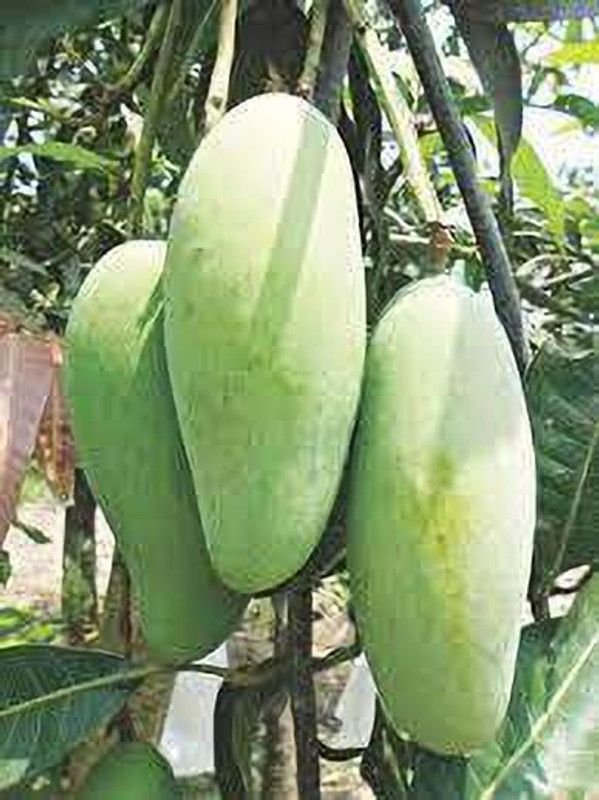Live World Mango Plant  (Hybrid, Pack of 1)