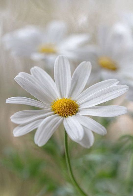 Nodoc Daisy White Flower Seed  (53 per packet)