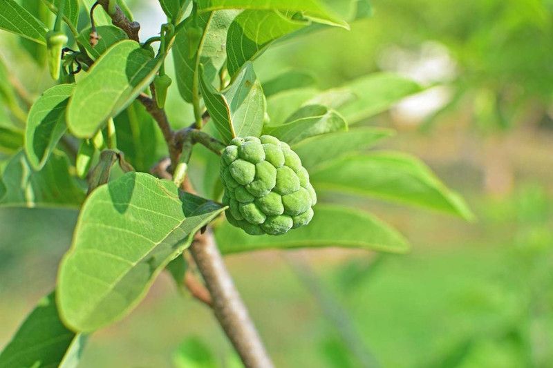 Mozette Hybrid Custard Apple Seed  (70 per packet)