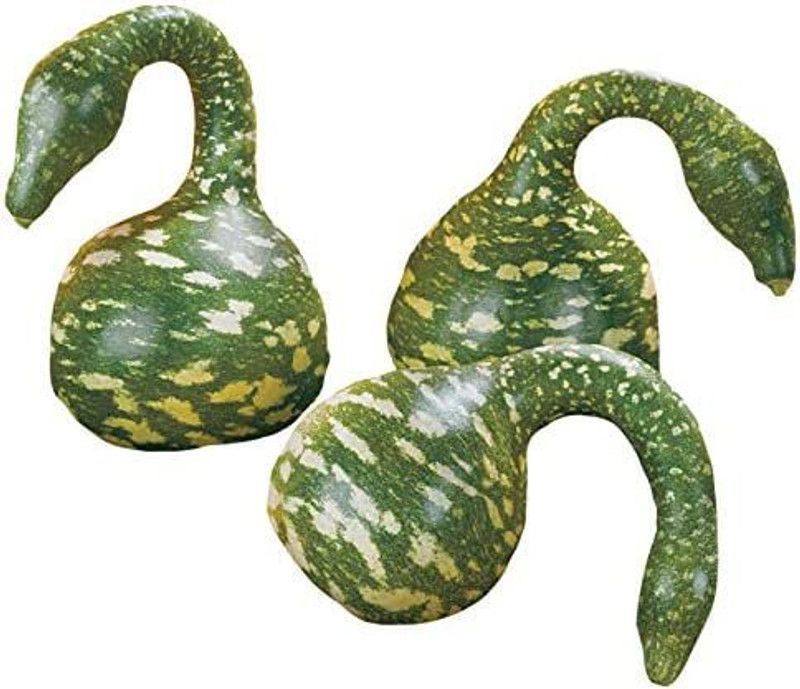 VibeX XLR-91 - Ornamental Birdhouse Bottle Gourd - (300 Seeds) Seed  (300 per packet)