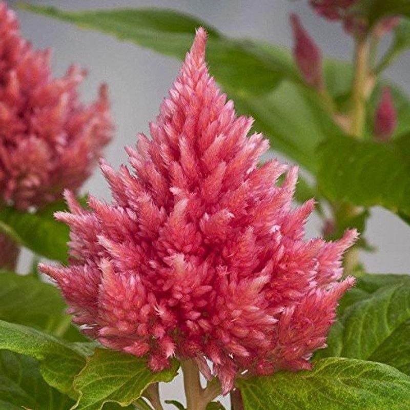 CYBEXIS XL-80 - Celosia Plumose Super Dwarf Salmon Kimono Rose - (540 Seeds) Seed  (540 per packet)
