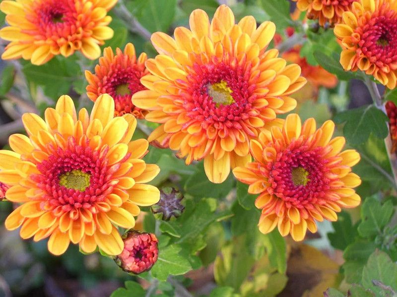 EKAKSHAR Chrysanthemum Mix (200 Seeds) Flower 200 Beej W22 Seed  (200 per packet)