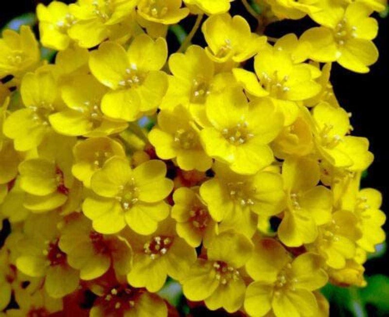CYBEXIS Alyssum saxatile Aurinia Saxatilis - Rockery Flower Seed  (1 g)