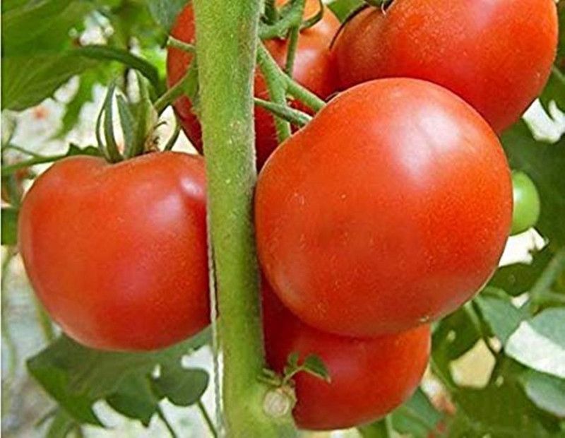 SSPLANTS F1 Variety Tomato Seeds Seed  (30 per packet)