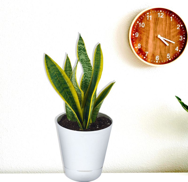 Plant A Leaf Snake Plant  (Pack of 1)