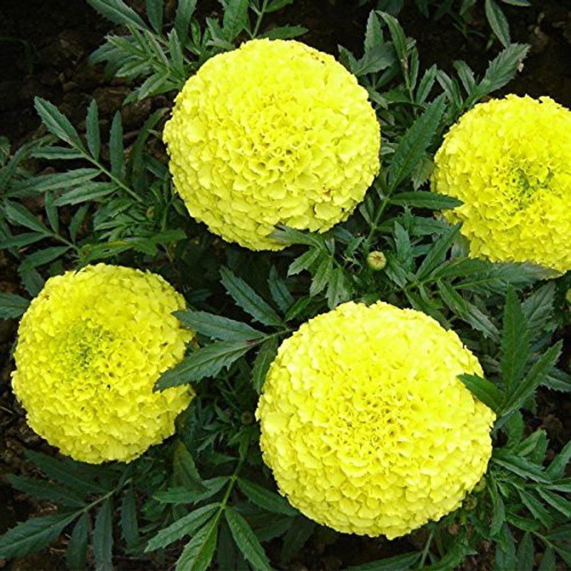 XOLDA MariGold Mix Flower Seed  (26 per packet)