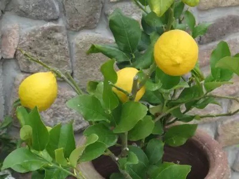 Chalisa Lemon Seed  (100 per packet)