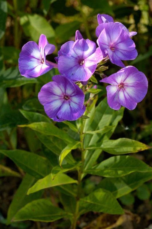 sporos Garden Phlox Mixed Hybrid Flower Seed  (15 per packet)