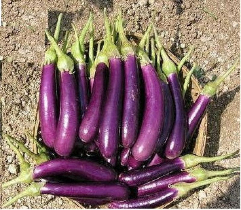 Mozette Brinjal purple long plant Seed  (12 per packet)