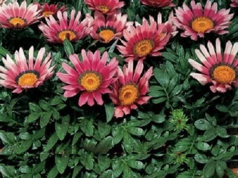 CYBEXIS Gazania Seeds Pink Seeds Flower Seeds Seed  (50 per packet)