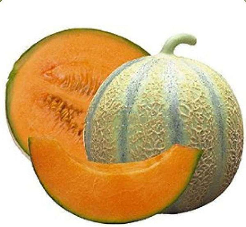 PLANTZON MuskMelon Hybrid Seed  (20 per packet)