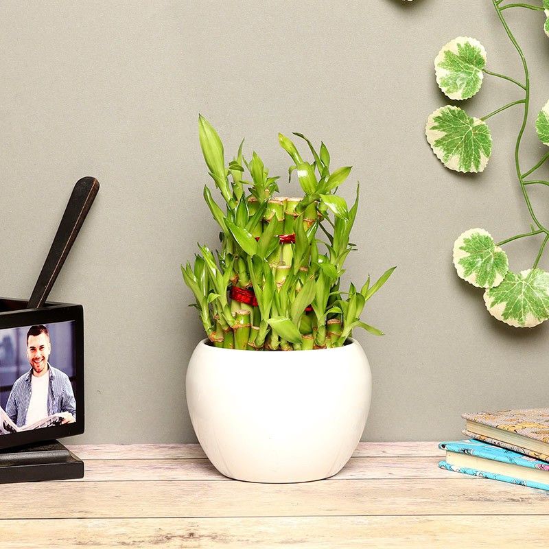 Floweraura Three Layer Bamboo Plant  (Hybrid, Pack of 1)