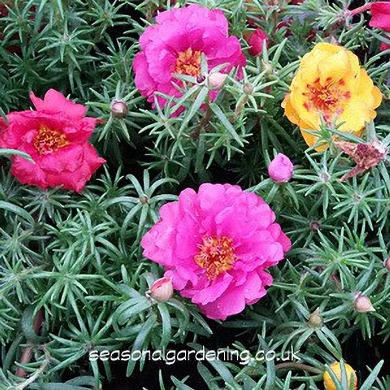 Mozette Portulaca Mix flower Seed  (42 per packet)