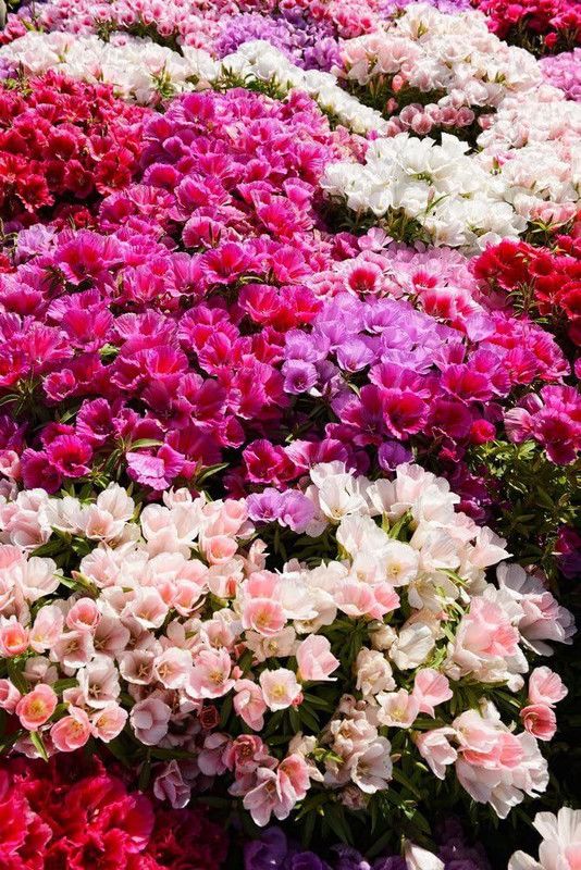 CYBEXIS Godetia Grandiflora Seeds, Clarkia, Farewell to Spring, Satin Flower Seed  (1 g)