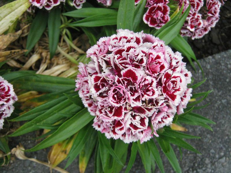 Mozette Exotic sweet william Seed  (33 per packet)