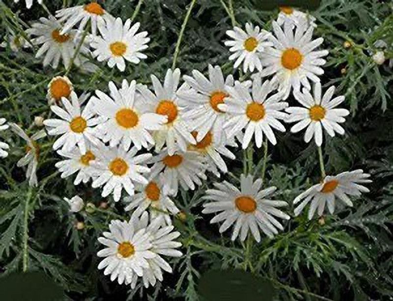 Aro Daisy Seed  (250 per packet)