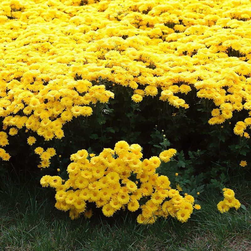 CYBEXIS Yellow Ground-Cover Floral Plants Seeds |Chrysanthemum Seeds Seed  (1 g)