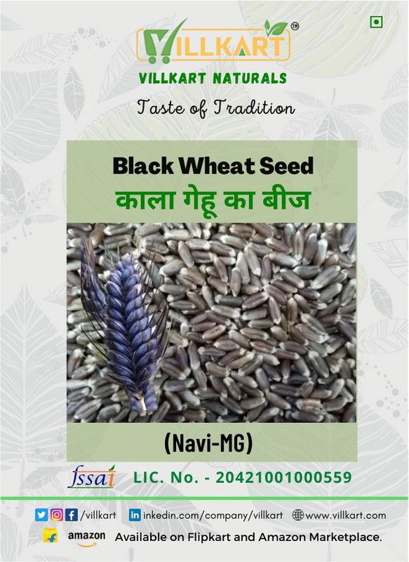VILLKART NATURALS Black Wheat Seeds for Sowing, Farming, Agriculture & Kheti Seed  (5 kg)